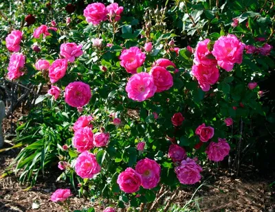 Изображение кустовых роз: Фото в различных форматах для вашего удобства