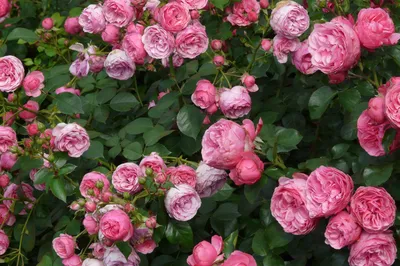 Фотография кустовых роз: Удобный выбор размера и формата для вашей работы