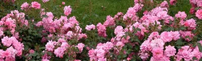 Картина кустовых роз в саду: Изображения в различных форматах для вашего проекта