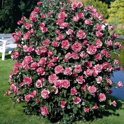 Изображение кустовых роз: Высокое качество и возможность выбора формата