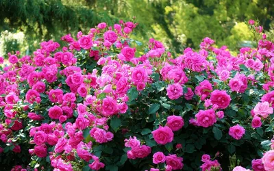 Картинки кустовых роз в саду: Бесплатное скачивание в любом желаемом формате