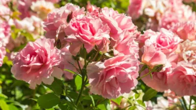 Садовые кусты роз: Варианты изображений с прекрасным качеством и разнообразием форматов
