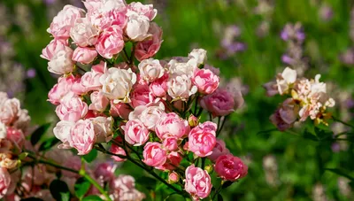 Изображения кустовых роз: Выбирайте размер и формат для скачивания по вашему усмотрению