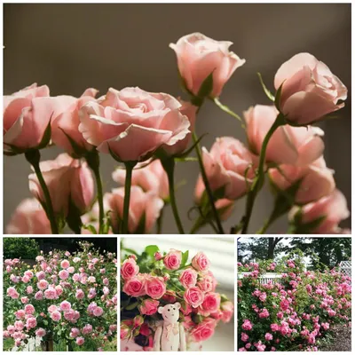 Садовые кустовые розы: Множество фотографий в различных форматах