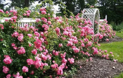 Картина кустовых роз в саду: Широкий выбор форматов, чтобы удовлетворить все ваши потребности