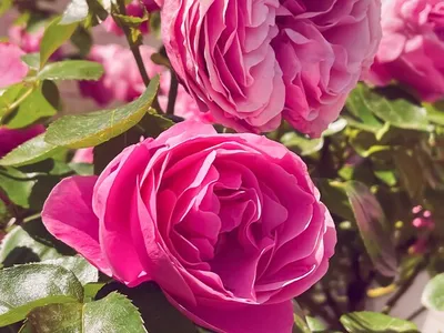 Изображение кустовых роз: Фото, которое подходит для использования на веб-сайтах, блогах и других проектах