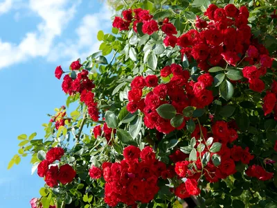 Фото кустовых роз в саду: Идеальные варианты для использования на сайтах и блогах