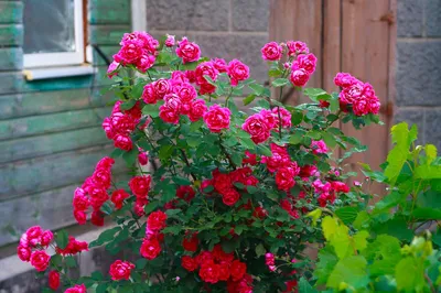 Картина кустовых роз в саду: Различные размеры и форматы для скачивания