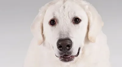 Собаки Кувас на фото: бескомпромиссная сила и уверенность