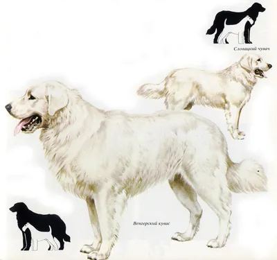 Картинки собак Кувас: красота и грация в каждой фотографии