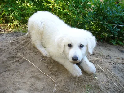 Картинки собак Кувас: выбери свои любимые фото