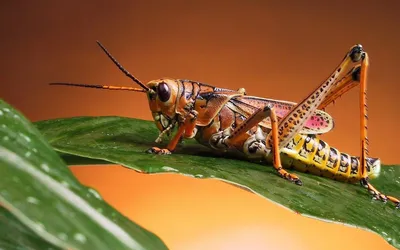 13) Фото кузнечика: узнайте больше об этом удивительном насекомом