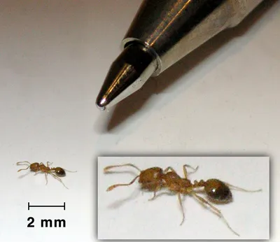 Квартирные муравьи  фото