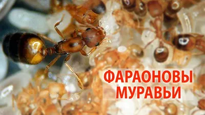 Уникальные фотографии квартирных муравьев