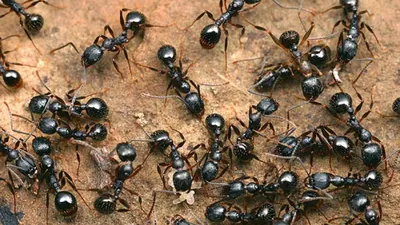 Взгляни на мир квартирных муравьев через объектив фотокамеры
