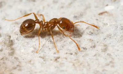 Погрузитесь в мир квартирных муравьев через фотографии