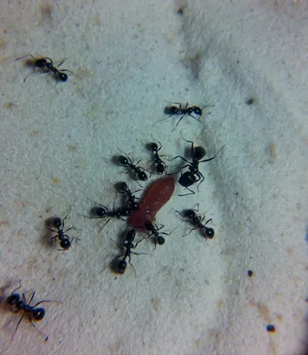 Захватывающие фото квартирных муравьев, которые расскажут их историю