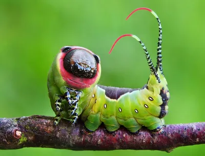 Квиллинг бабочка: скачайте фотографию в формате WebP