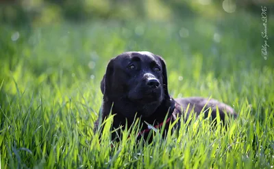 Собака лабрадор-ретривер: фото в разных ракурсах