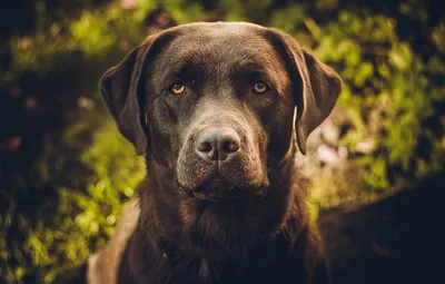 Собака лабрадор-ретривер: фото в высоком разрешении