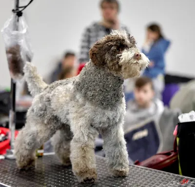 Лаготто-романьоло: фото собак в процессе дрессировки