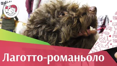 Лаготто-романьоло: фотографии собак во время отдыха