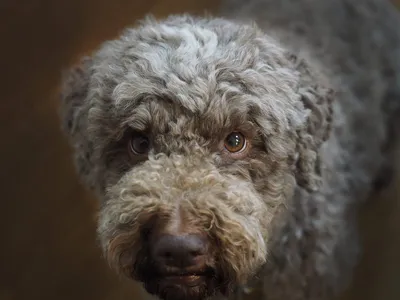 Лаготто-романьоло: фото собак в различных ракурсах.