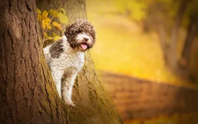 Лаготто-романьоло: великолепные фото собаки