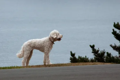 Лаготто-романьоло: фото собаки для любителей породы