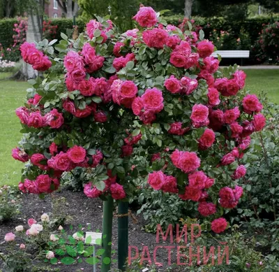 Лагуна роза: фотография высокого разрешения