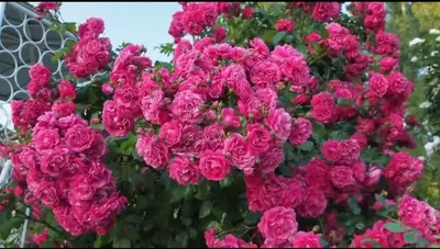 Уникальная роза Лагуна: бесплатное изображение
