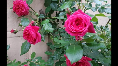 Лагуна роза: фото для эстетов