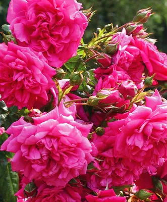 Удивительная роза Лагуна: бесплатный снимок