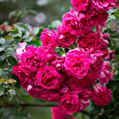 Фотография прекрасной розы Лагуна