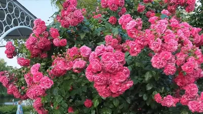 Лагуна роза: снимок с потрясающей детализацией
