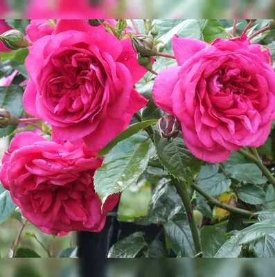 Стильное изображение розы Лагуна в png