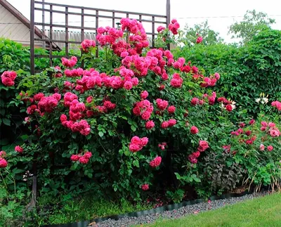 Волшебная картинка розы Лагуна в jpg