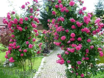 Фото Лагуна роза в формате jpg