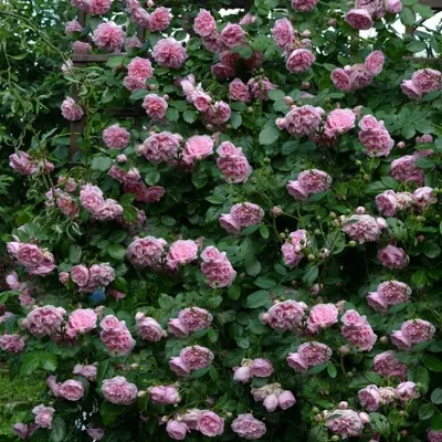 Лагуна роза: изображение для ценителей