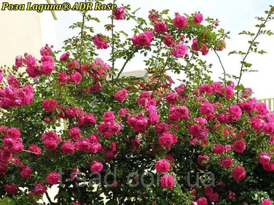 Завораживающая роза Лагуна: бесплатное фото