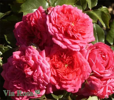 Элегантное изображение розы Лагуна в png