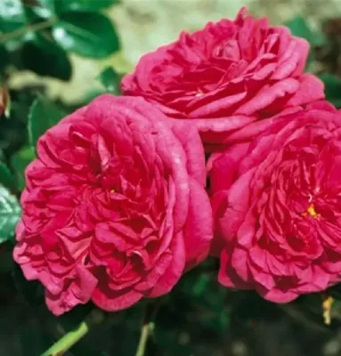 Лагуна роза: фото в высоком разрешении