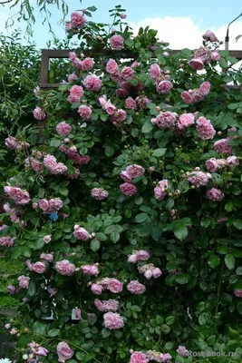 Волшебная картинка розы Лагуна в png