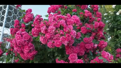 Фантастическое изображение розы Лагуна