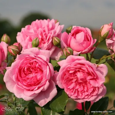 Лагуна роза: изображение для ценителей красоты
