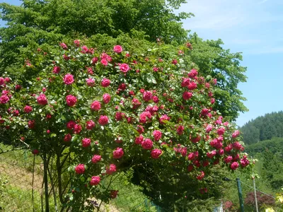 Фотоснимок прекрасной розы Лагуна в формате jpg