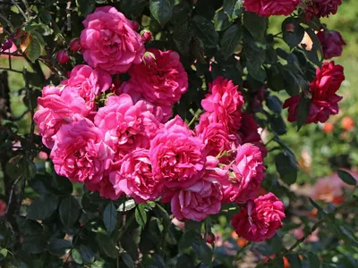 Снимок розы Лагуна: бесплатное изображение