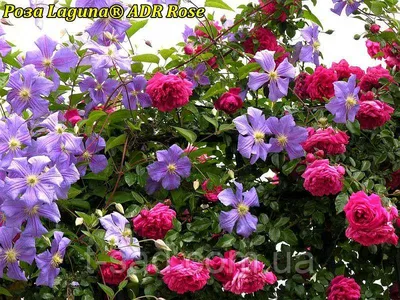 Фотография превосходной розы Лагуна в формате webp