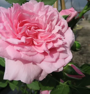 Магическая роза Лагуна: бесплатная фотография