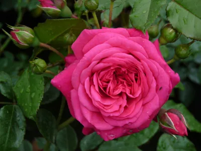 Лагуна роза: красочное фото для скачивания